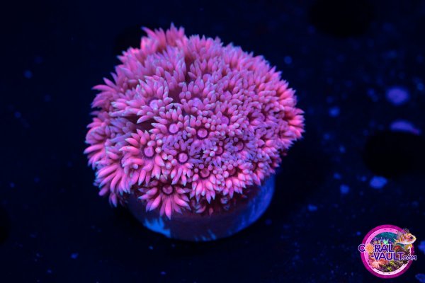 Coral-Vault-1294.jpg