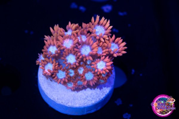 Coral-Vault-1301.jpg