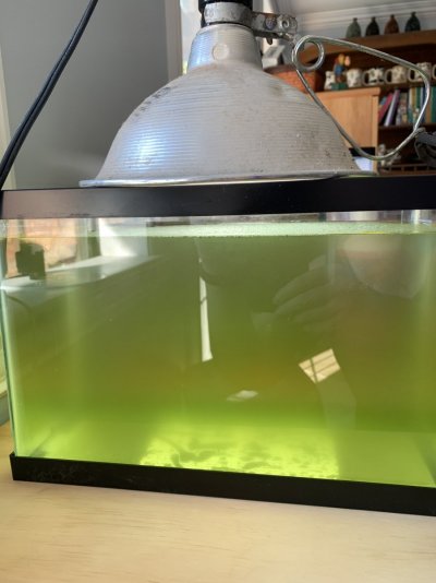 pod culture tiny tank day 0.JPG