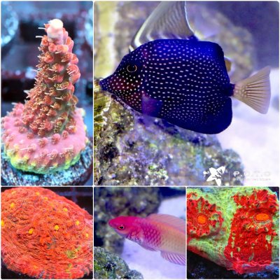 POTO's Auctions are LIVE! You'll love these Corals and Fish