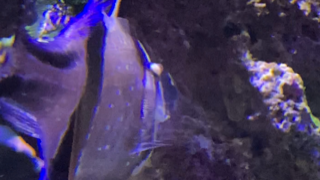 Cardinal 1.PNG Cardinal 1.PNG