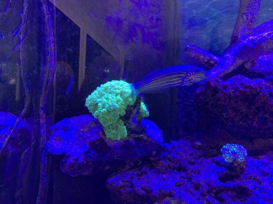 Drex Trumpet Corals with Wrasse n Neon Blue Goby.JPG