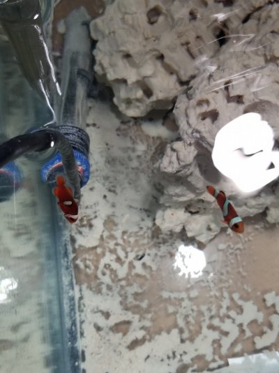 Clownfish Pic B.jpg