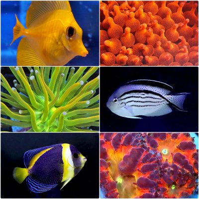 POTO's post-Potoween Auctions are here with over 150 corals and fish!
