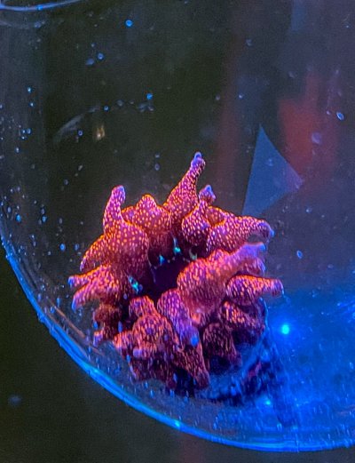 E4BC565B-FA1F-4BF8-A1CF-9ECF437D5D44.jpeg E4BC565B-FA1F-4BF8-A1CF-9ECF437D5D44.jpeg