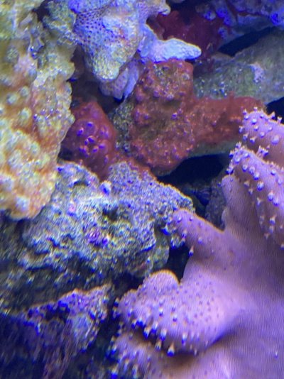 D1C40876-F0F0-4AE0-8917-12190A96BE06.jpeg