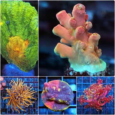 POTO's Auctions have some special corals this week!