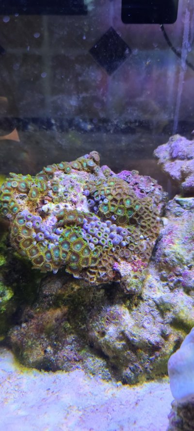 Coral 2.jpg