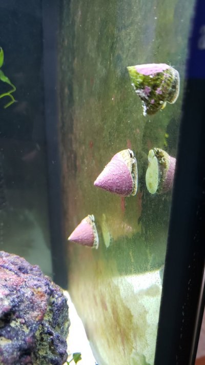 coraline snails.jpg