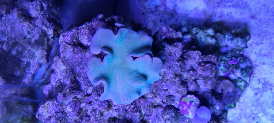 Sad coral 1.jpg Sad coral 1.jpg