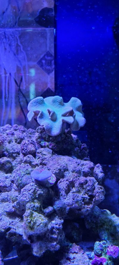 Sad coral 2.jpg Sad coral 2.jpg