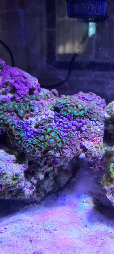 Sad coral 3.jpg Sad coral 3.jpg