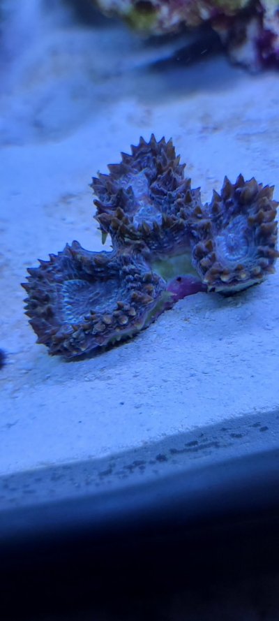 unidentified 2.jpg unidentified 2.jpg