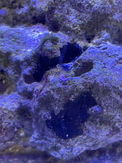 Is this black sea sponge??  REEF2REEF Saltwater and Reef Aquarium