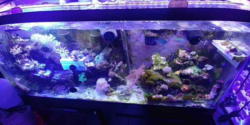 2021-11-29_After Plucking_Whole Tank_1129211834_HDR.jpg
