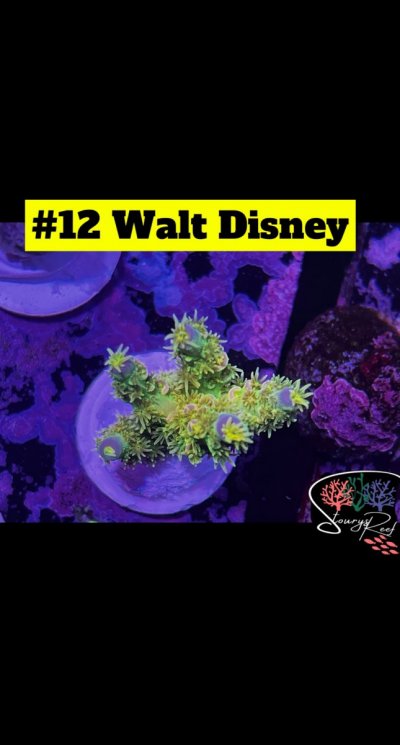 12 - Walt Disney.JPG