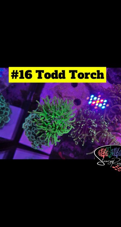 16 - Todd Torch.JPG