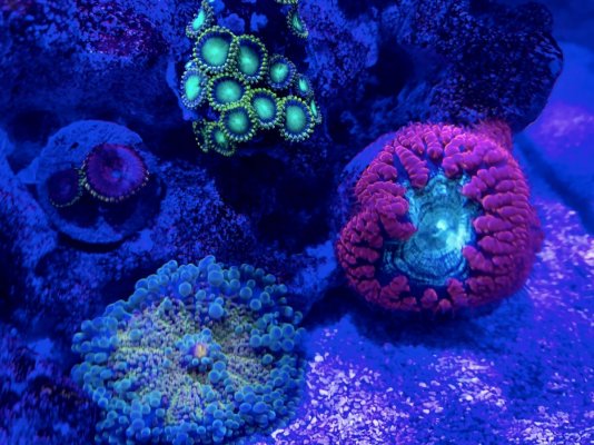 corals WB20.jpg