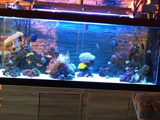 3 tangs in gallons? | Saltwater and Reef Aquarium Forum