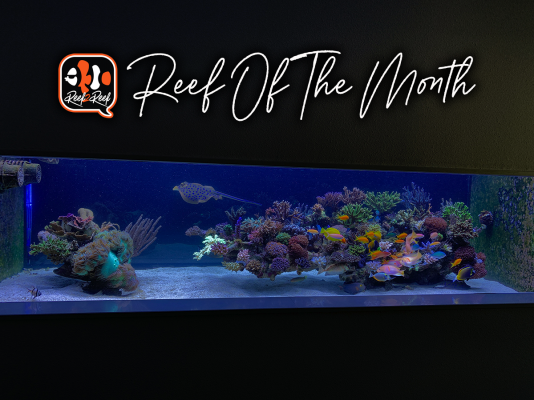 REEF OF THE MONTH - December 2021: Wesley's Reef - A Floating Masterpiece