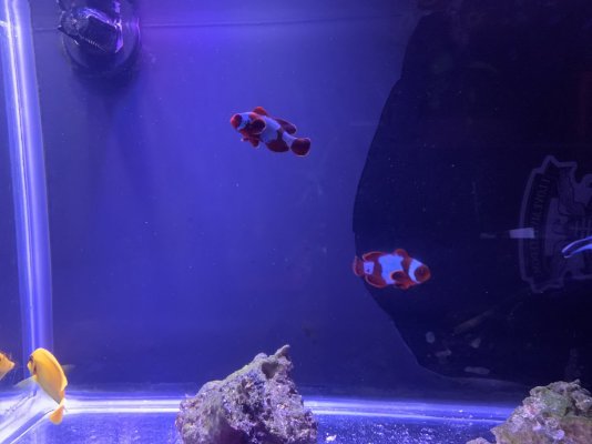 Pair of ORA GoldX Lightning Maroon Clown Fish