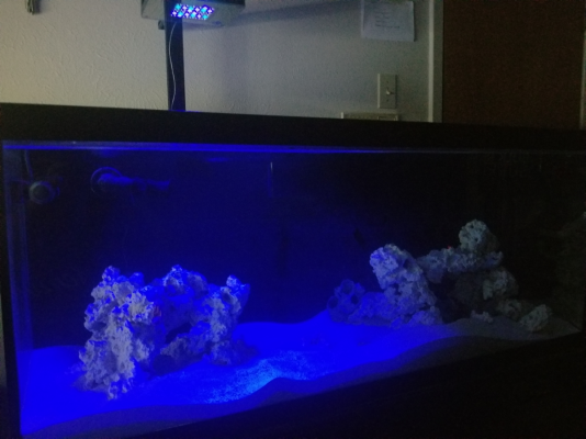 Fish Tank with Lights Moonlight mode.png