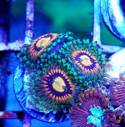 Sps and zoas for sale in Bucks County PA