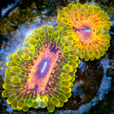 zoas-558.png