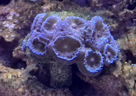 Coral_1.jpg