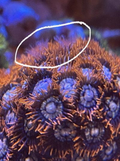 Feather dusters on zoa.jpg