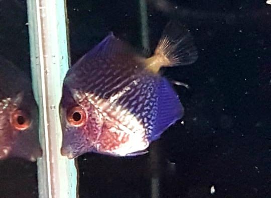 purple-tang-captive-bred-bali-aquarich.jpg