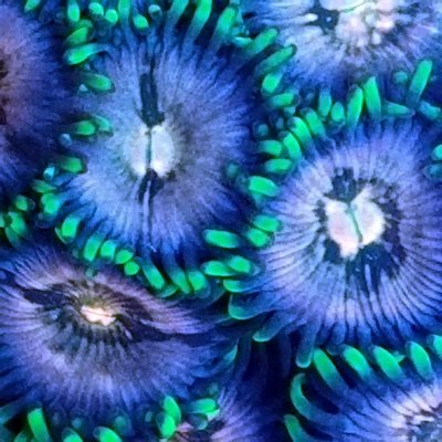 Lots of Zoas and Organ Pipe
