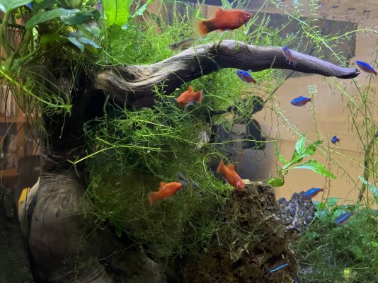 Aquarium.jpeg Aquarium.jpeg
