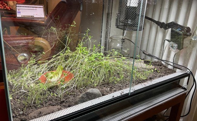 Terrarium.jpg Terrarium.jpg