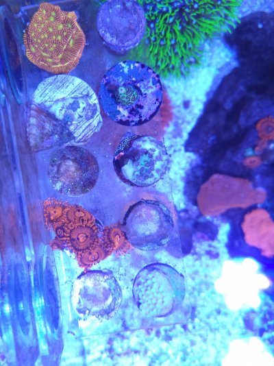 Valentines Day Massacre zoa and LPS