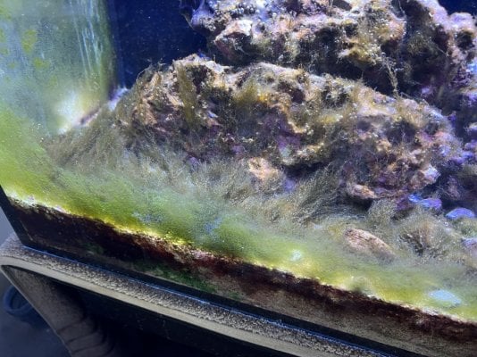 Hair algae + algae on glass | REEF2REEF Saltwater and Reef Aquarium Forum