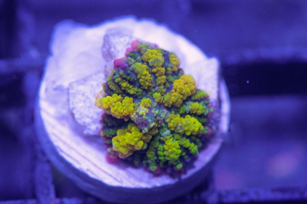 E2A6823D-8269-46DF-BF9F-FC2103A4414D.jpeg E2A6823D-8269-46DF-BF9F-FC2103A4414D.jpeg