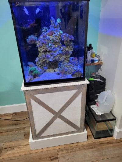 40 gallon reef tank