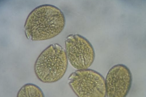 A Dinoflagellate Treatment Guide