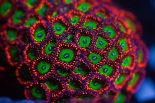 candy-apple-red-zoa-reef-lounge-usa-269775_900x.jpg