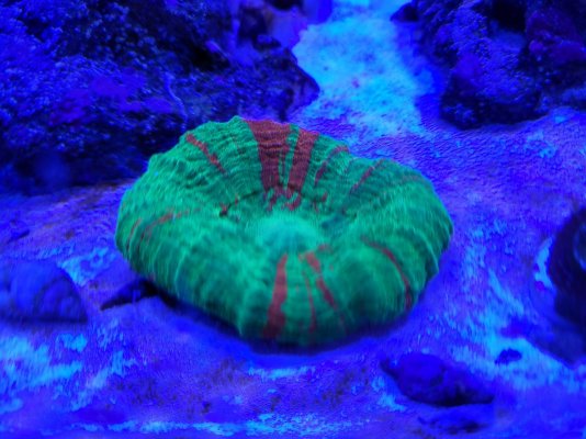 Acan 6 Pack and Bleeding Apple Scoly