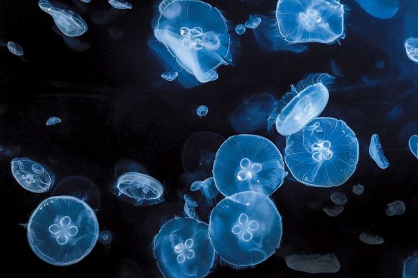Moon-Jellyfish-Images.jpg