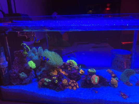 slecht humeur Wegversperring Buiten Nano Build - 8 gallon / 35 litre nano reef | REEF2REEF Saltwater and Reef  Aquarium Forum