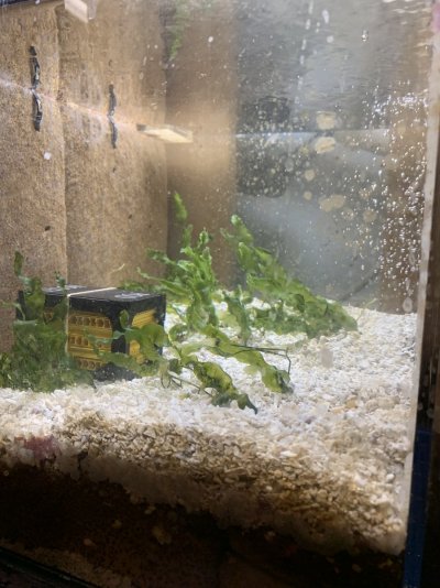 newly planted caulerpa in sump 1.JPG