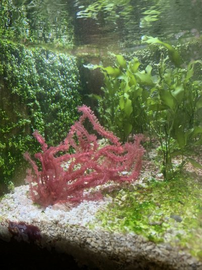 sump red grape and caulerpa.JPG