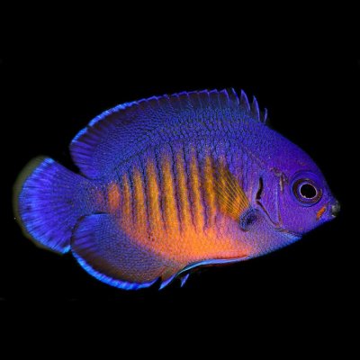 Coral-Beauty-5_0b7d7566-7225-4239-b0db-0db818123475_720x.jpg Coral-Beauty-5_0b7d7566-7225-4239-b0db-0db818123475_720x.jpg