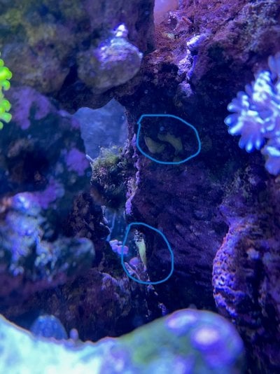 Black Sponge?  REEF2REEF Saltwater and Reef Aquarium Forum
