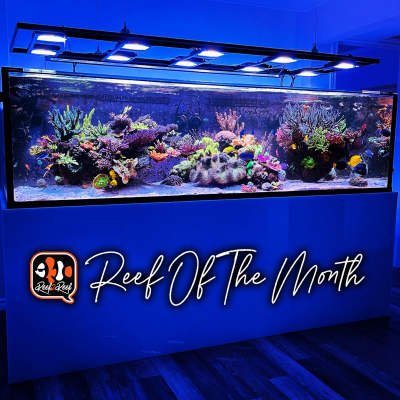 REEF OF THE MONTH - February 2022: Jay_Bro's 400-Gallon Dream Tank