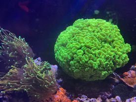 HUGE trumpet coral colony for sale, hundreds of heads