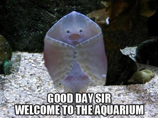 Aquarium-Ray-Meme.jpg